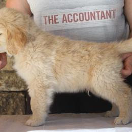 Golden Retriever Puppies from DoubleTake Goldens