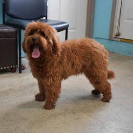 Chewy - Goldendoodle