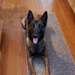 FREYA - Belgian Malinois