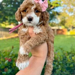 Focaccia - Red  female Goldendoodle puppy in Miami, Florida from Jade’s Paws & Co. Of Miami LLC