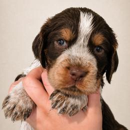Jester - Tri-Roan male English Springer Spaniel puppy in Fort White, Florida from Thunderbird Springers