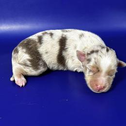 Girl 3 - Red merle female Miniature Australian Shepherd puppy in Hokes Bluff, Alabama from Alegria Toy Aussies