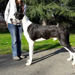 Trouble  - Great Dane