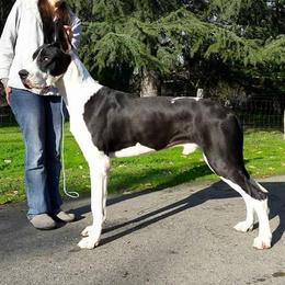 Trouble  - Great Dane