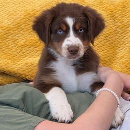 El Dorado 3 - Red tri-color male Australian Shepherd puppy in Solon, Maine from Mountain Range Australian Shepherds