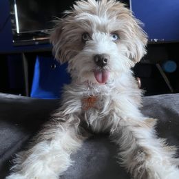 Aussiedoodle Puppies from Kingsden Aussies and doodles