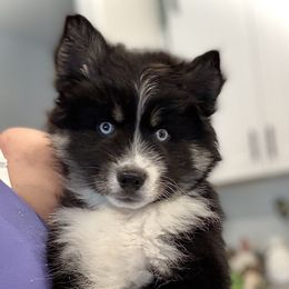 Renmen - Black and white Pomsky puppy in Tampa, Florida from Proper Rose Pomskies