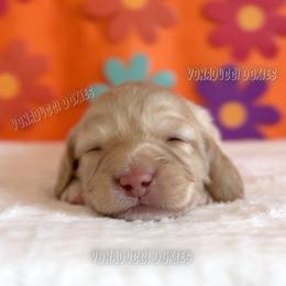 Shaggy - Cream male Dachshund puppy in Chandler, Arizona from Vonaducci Doxies, LLC.