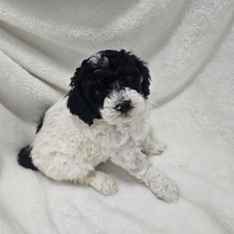 Chai - Parti male Poodle puppy in Puyallup, Washington from Pure Parti Poodles