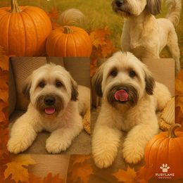 Ziggy - Soft Coated Wheaten Terrier