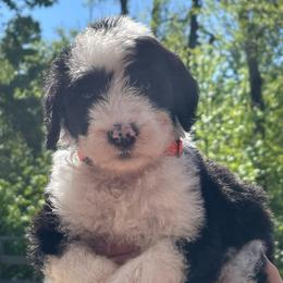 Erin - Black and white female Sheepadoodle puppy in Rocky Point, North Carolina from CelticDoods