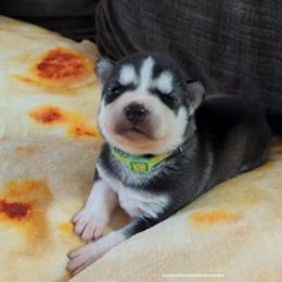 Bruno (Omega) - Black and white Siberian Husky puppy in Kennesaw, Georgia from King Husky Puppies