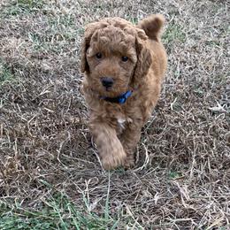 Saffron - Apricot male Poodle puppy in Union Grove, Alabama from Beltane Bonnies