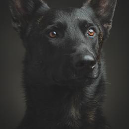 Dutch Shepherds from Dark Storm Shepherds