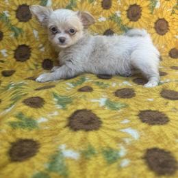 Trixie - Cream female Chihuahua puppy in Polo, Missouri from Blue Tails Farm