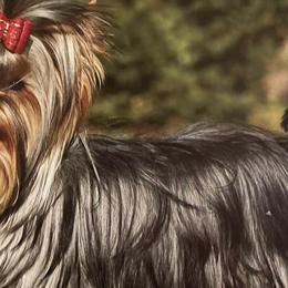 Yorkshire Terriers from Real Yorkies of NorCal