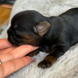 Boy 1 - Black and tan male Shih Tzu puppy in Calimesa, California from Little Mountain’s Shih Tzus