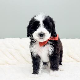 Mac - Black male Australian Labradoodle puppy in Springfield, Ohio from Dawson & Daryn's Royal Companions