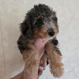 Amethyst - Blue roan and tan female Cockapoo puppy in Little Valley, New York from Velvet Moon Cockapoos