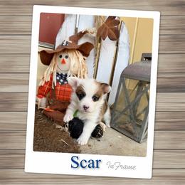 Scar - White and red male Pembroke Welsh Corgi puppy in Athens, Alabama from Southern Sass Corgis