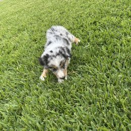 Boy 5 - Blue merle male Australian Shepherd puppy in Fontana, California from J.O Family Aussies