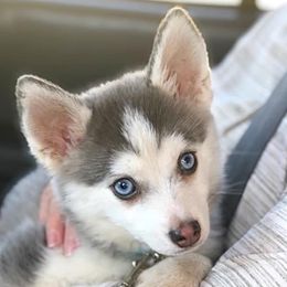 Pearl - Pomsky