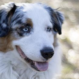 Zylas - Australian Shepherd