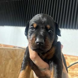Ziggy - Black and rust female Doberman Pinscher puppy in Newberg, Oregon from De Mata Dobermann Kennel