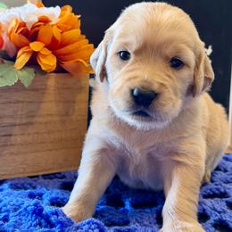 Maple - Dark golden female Golden Retriever puppy in Doniphan, Missouri from Stockford’s Golden Retrievers