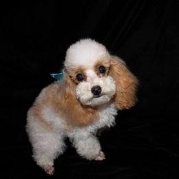 Poodle Puppies from Southern Lady Red Poodles