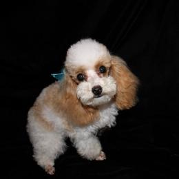 Poodle Puppies from Southern Lady Red Poodles