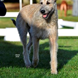 Arya - Irish Wolfhound