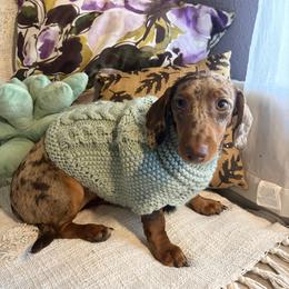 Willow - Dachshund