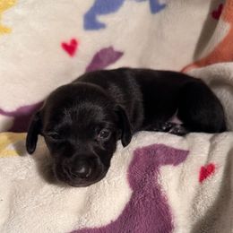 Amethyst - Black female Dachshund puppy in Los Angeles, California from Dachshunds of the Desert