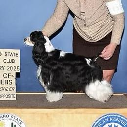 Cocker Spaniel puppies from Lakota Cockers