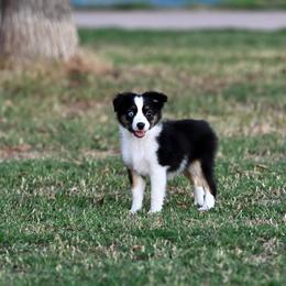 Madison - Black tri female Toy Australian Shepherd puppy in Wichita Falls, Texas from Shooting Stars Ranch Toy and Mini Aussies