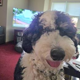 Bernedoodle Puppies from NLB Mini Bernedoodles