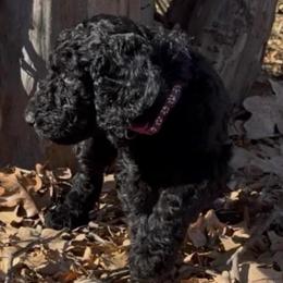 Mocha - Black female Goldendoodle puppy in Arlington, Texas from Chambers Doodle Patch