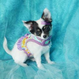 Paisley - Black and tan female Chihuahua puppy in Bois D Arc, Missouri from Carsten's Chihuahuas