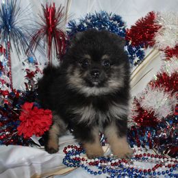 Garbonzo - Black and tan male Pomeranian puppy in Memphis, Michigan from Magix'z Pomeranians
