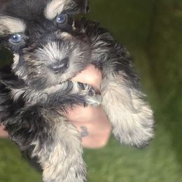 Rocket - Black and silver male Miniature Schnauzer puppy in Calera, Alabama from Burnett Cove Kennels