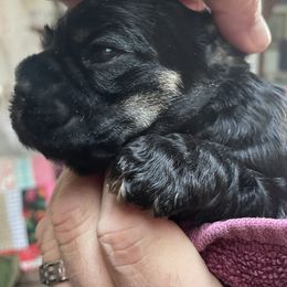 Cocker Spaniel Puppies from Lehi Cockers