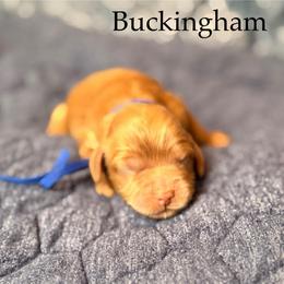 Buckingham - Red male Cockapoo puppy in Alexandria, Alabama from Bright and Beautiful Cockapoos and Doodles
