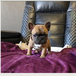Girl 1 - Fawn female French Bulldog puppy in North Branch, Minnesota from Halverson Bulldogges
