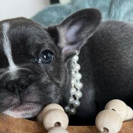 French Bulldogs from Carolina High Country Frenchies