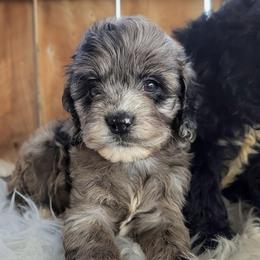 Boy 1 - Merle male Cockapoo puppy in Salt Lake City, Utah from Utah Cocker Spaniels