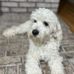 Peach - Aussiedoodle