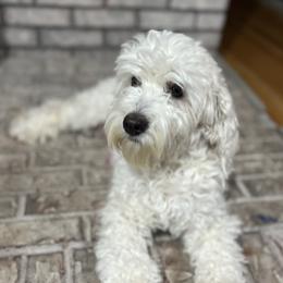 Peach - Aussiedoodle
