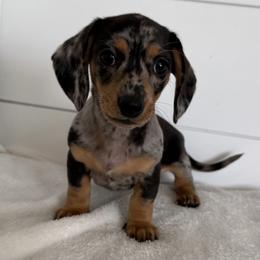 Gemma - Dapple female Dachshund puppy in Callahan, Florida from Little Foot Kennels