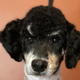 Bernese Mountain Dogs and Poodles from Granny Creek Bernedoodles